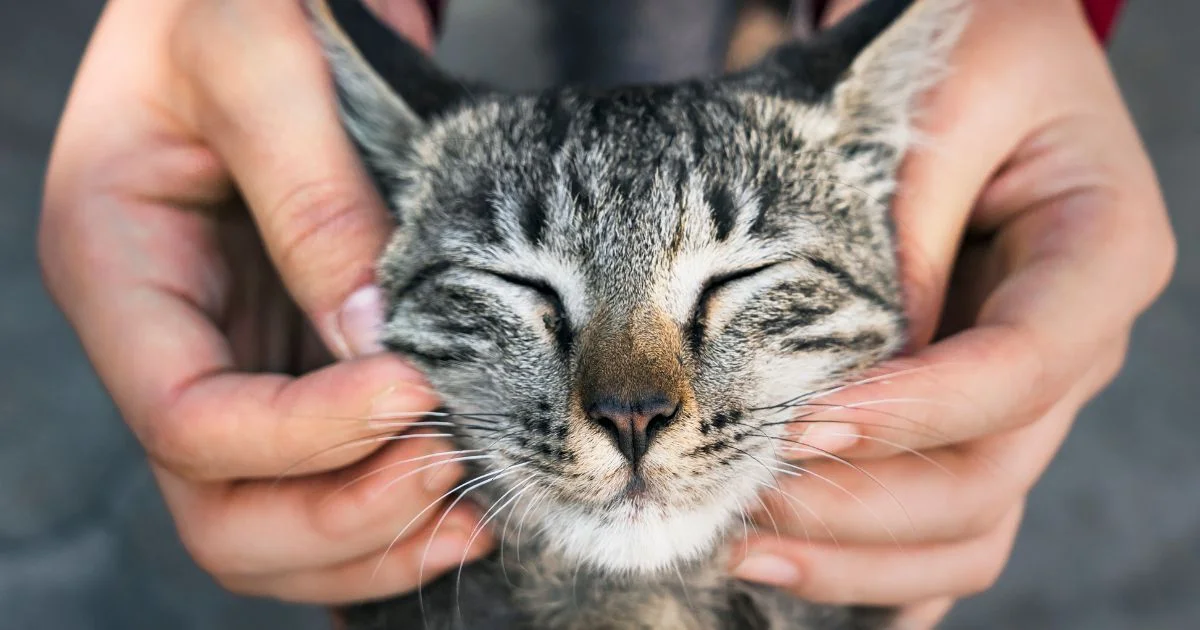 Como Gatos Estão Desvendando os Mistérios da Genética do Câncer?